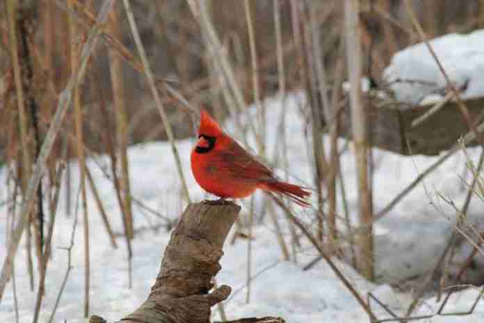 birdwatching