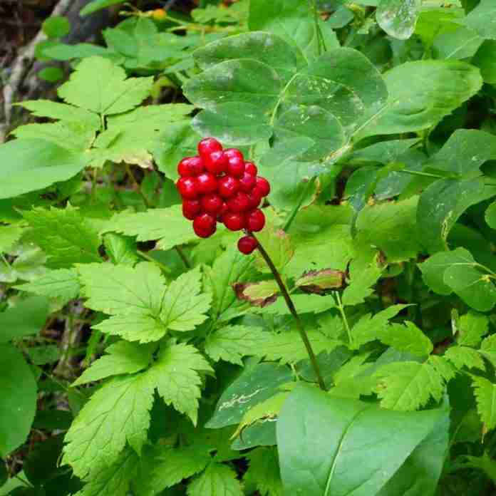 Dangerous Plants red berry Dangerous Plants