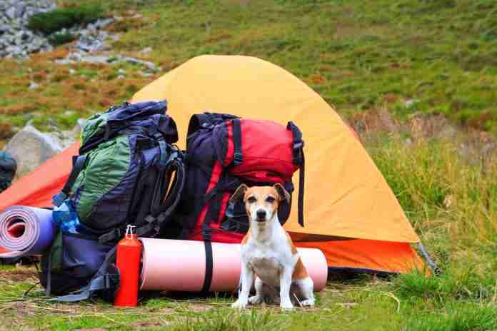 camping tools with dog camping tools