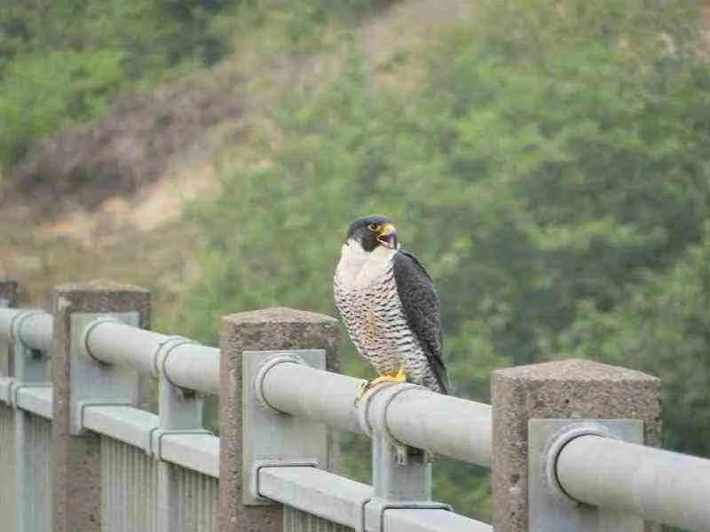 Expert Tips For Selecting The Ideal Campsite For Birdwatching 6 image asset copy