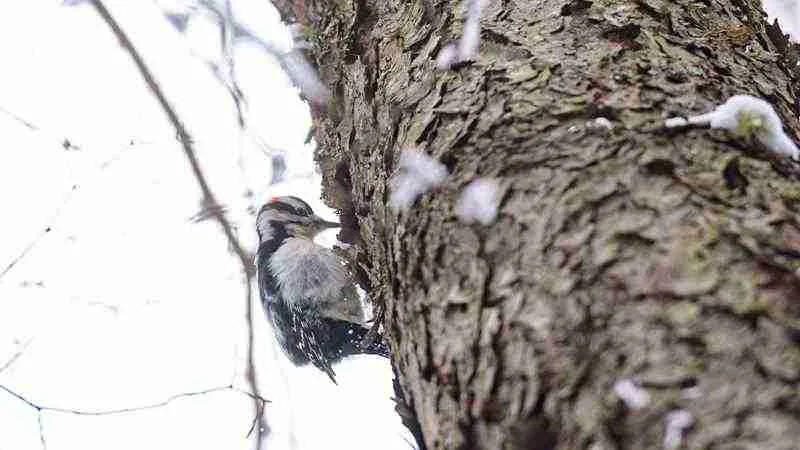 Expert Tips For Selecting The Ideal Campsite For Birdwatching 9 wood pecker birding copy