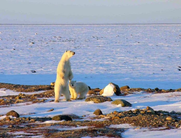 Wapusk National Park of Canada Polar Bear and cub