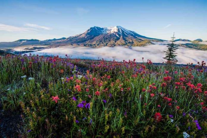mt st Helens National Volcanic Monument 800 X 534 mt st Helens National Volcanic Monument